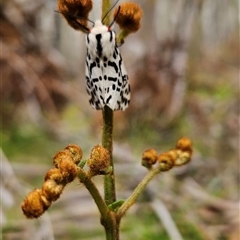 Ardices glatignyi at Uriarra Village, ACT - 14 Nov 2024