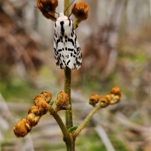 Ardices glatignyi at Uriarra Village, ACT - 14 Nov 2024