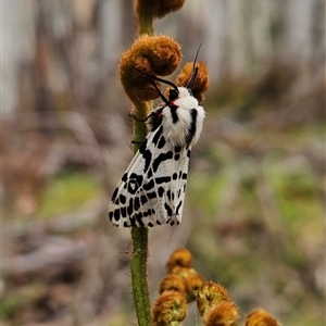 Ardices glatignyi at Uriarra Village, ACT - 14 Nov 2024 09:18 AM