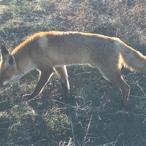 Vulpes vulpes at Crace, ACT - 27 Jul 2024