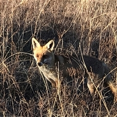 Vulpes vulpes at Crace, ACT - 27 Jul 2024 03:51 PM