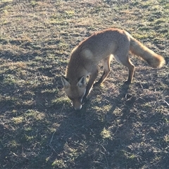 Vulpes vulpes at Crace, ACT - 27 Jul 2024 03:51 PM