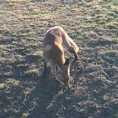 Vulpes vulpes at Crace, ACT - 27 Jul 2024 03:51 PM