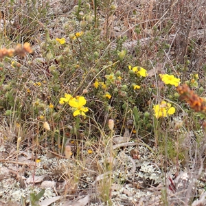 Hibbertia calycina at Gundaroo, NSW - 11 Nov 2024