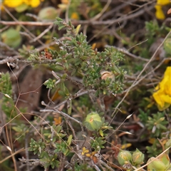 Hibbertia calycina at Gundaroo, NSW - 11 Nov 2024 08:52 AM