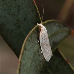 Prepocosma (genus) at Gundaroo, NSW - 10 Nov 2024 by ConBoekel