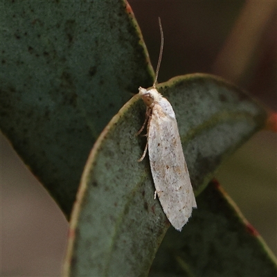 Prepocosma (genus) at Gundaroo, NSW - 10 Nov 2024 by ConBoekel