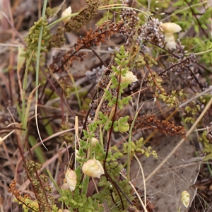 Cheilanthes sieberi subsp. sieberi (Mulga Rock Fern) at Gundaroo, NSW by ConBoekel