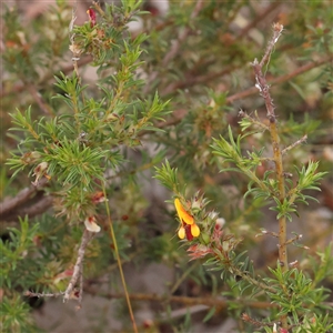 Pultenaea setulosa at Gundaroo, NSW - 11 Nov 2024 08:49 AM