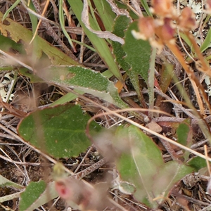 Goodenia hederacea subsp. hederacea at Gundaroo, NSW - 11 Nov 2024