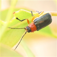 Aporocera sp. (genus) (Unidentified Aporocera leaf beetle) at Gundaroo, NSW - 10 Nov 2024 by ConBoekel