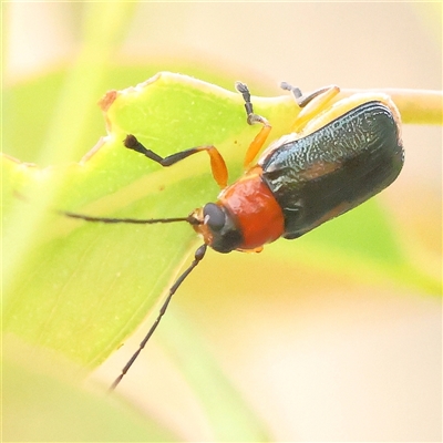 Aporocera sp. (genus) (Unidentified Aporocera leaf beetle) at Gundaroo, NSW - 10 Nov 2024 by ConBoekel