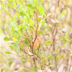 Dodonaea viscosa subsp. cuneata at Gundaroo, NSW - 11 Nov 2024