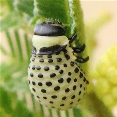 Dicranosterna immaculata (Acacia leaf beetle) at Gundaroo, NSW - 11 Nov 2024 by ConBoekel