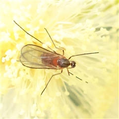 Unidentified True fly (Diptera) at Gundaroo, NSW - 10 Nov 2024 by ConBoekel