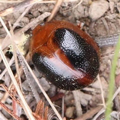 Dicranosterna immaculata (Acacia leaf beetle) at Gundaroo, NSW - 11 Nov 2024 by ConBoekel