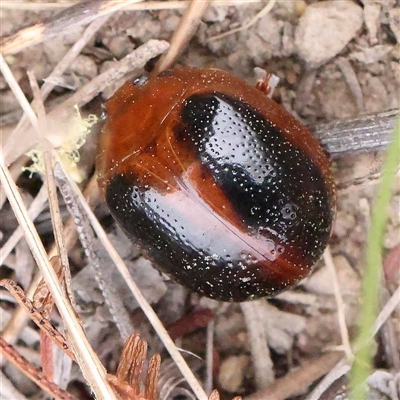 Dicranosterna immaculata (Acacia leaf beetle) at Gundaroo, NSW - 10 Nov 2024 by ConBoekel