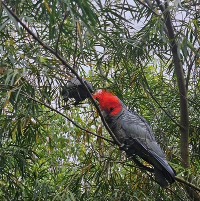 Callocephalon fimbriatum (Gang-gang Cockatoo) at Cook, ACT - 14 Nov 2024 by LuluBird