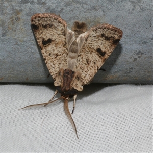 Agrotis porphyricollis at Freshwater Creek, VIC - 4 Nov 2024