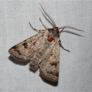 Agrotis porphyricollis at Freshwater Creek, VIC - 4 Nov 2024