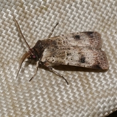 Agrotis porphyricollis (Variable Cutworm) at Freshwater Creek, VIC - 4 Nov 2024 by WendyEM
