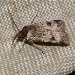 Agrotis porphyricollis (Variable Cutworm) at Freshwater Creek, VIC - 4 Nov 2024 by WendyEM