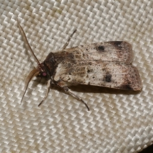 Agrotis porphyricollis at Freshwater Creek, VIC - 4 Nov 2024 09:08 PM