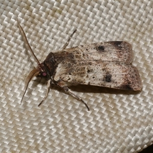 Agrotis porphyricollis (Variable Cutworm) at Freshwater Creek, VIC by WendyEM