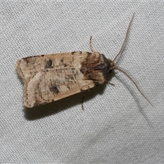 Agrotis porphyricollis (Variable Cutworm) at Freshwater Creek, VIC - 4 Nov 2024 by WendyEM