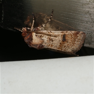 Agrotis porphyricollis (Variable Cutworm) at Freshwater Creek, VIC by WendyEM