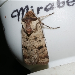 Agrotis porphyricollis (Variable Cutworm) at Freshwater Creek, VIC - 4 Nov 2024 by WendyEM