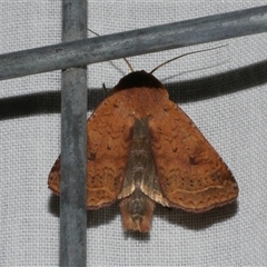 Diarsia intermixta (Chevron Cutworm, Orange Peel Moth.) at Freshwater Creek, VIC - 4 Nov 2024 by WendyEM