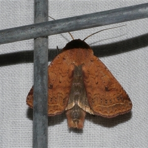 Diarsia intermixta at Freshwater Creek, VIC - 5 Nov 2024