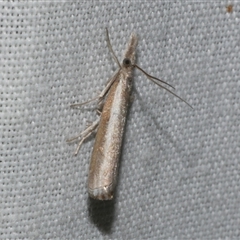 Ptochostola microphaeellus (A Crambid moth) at Freshwater Creek, VIC - 4 Nov 2024 by WendyEM