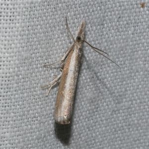 Ptochostola microphaeellus at Freshwater Creek, VIC - 4 Nov 2024