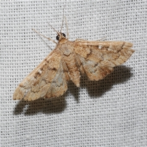 Nacoleia rhoeoalis at Freshwater Creek, VIC - 4 Nov 2024 08:59 PM