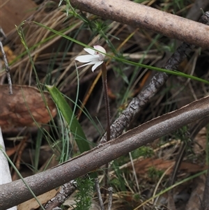 Caladenia alpina at Brindabella, ACT - suppressed