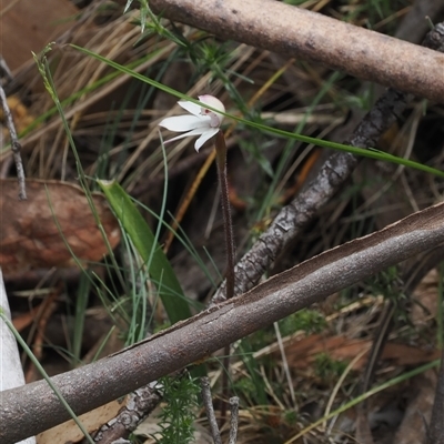 Caladenia alpina (Mountain Caps) at Brindabella, ACT - 9 Nov 2024 by RAllen