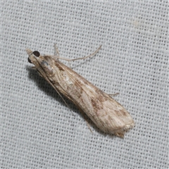 Nomophila corticalis (A Snout Moth) at Freshwater Creek, VIC - 4 Nov 2024 by WendyEM