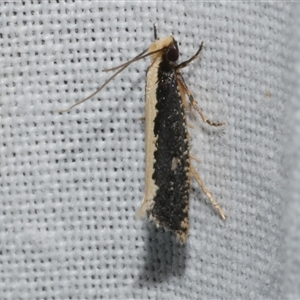 Monopis ethelella (Dead Sheep's Moth) at Freshwater Creek, VIC by WendyEM