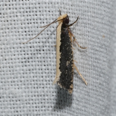 Monopis ethelella (Dead Sheep's Moth) at Freshwater Creek, VIC - 4 Nov 2024 by WendyEM