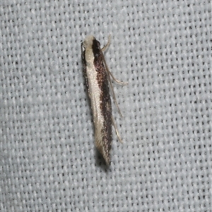 Monopis ethelella (Dead Sheep's Moth) at Freshwater Creek, VIC by WendyEM