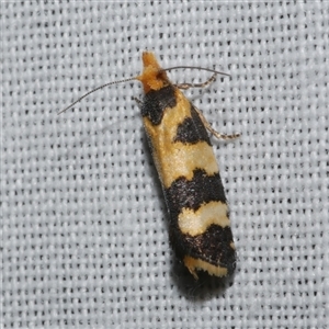 Conchylis tasmaniana at Freshwater Creek, VIC - suppressed