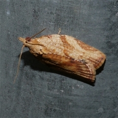 Epiphyas postvittana (Light Brown Apple Moth) at Freshwater Creek, VIC - 4 Nov 2024 by WendyEM