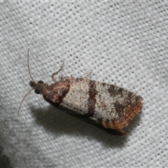 Rupicolana orthias (A tortrix or leafroller moth) at Freshwater Creek, VIC - 4 Nov 2024 by WendyEM