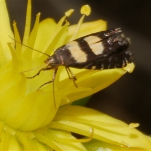 Glyphipterix chrysoplanetis at Freshwater Creek, VIC - 4 Nov 2024 01:33 PM