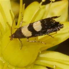 Glyphipterix chrysoplanetis at Freshwater Creek, VIC - 4 Nov 2024 01:33 PM
