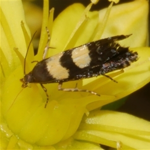 Glyphipterix chrysoplanetis at Freshwater Creek, VIC - 4 Nov 2024 01:33 PM