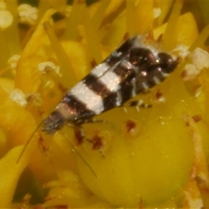 Glyphipterix meteora (A Sedge Moth) at Freshwater Creek, VIC by WendyEM