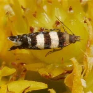 Glyphipterix meteora at Freshwater Creek, VIC - 4 Nov 2024